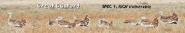 spanish steppes lleida great bustard photo